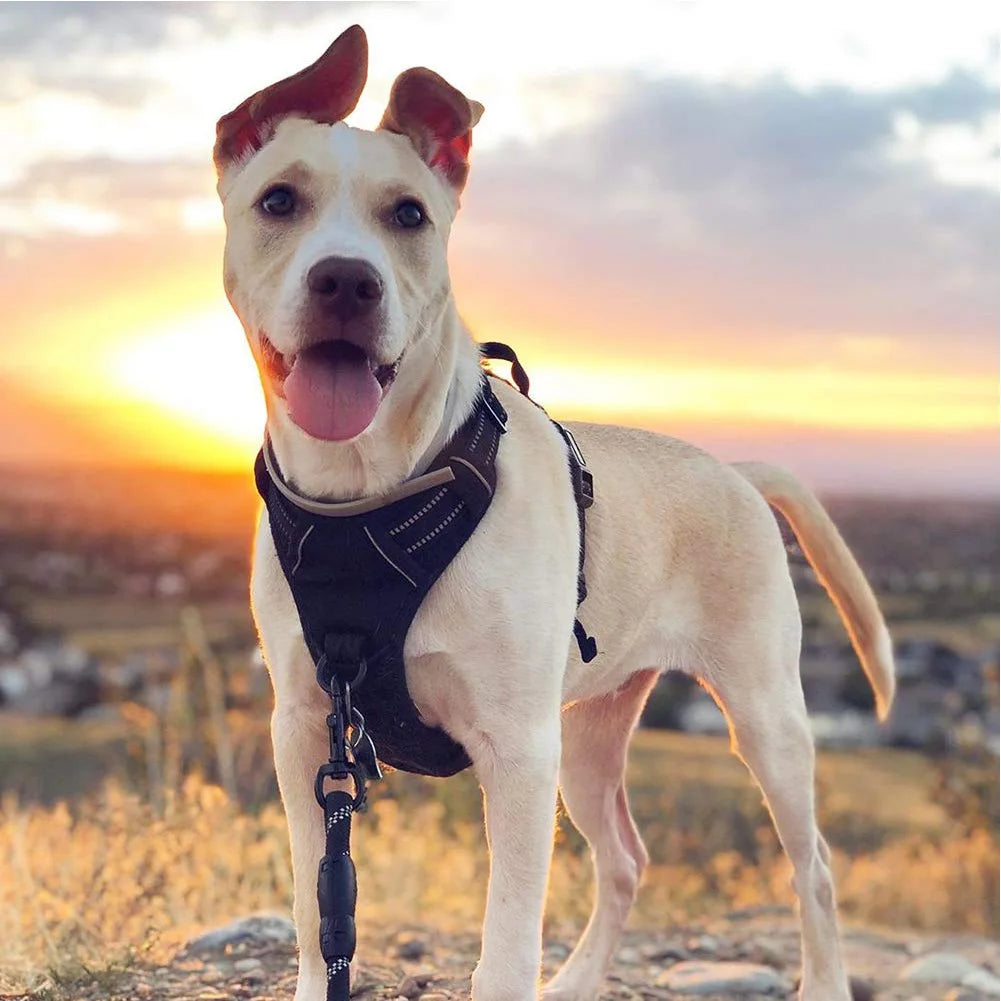 Trail & Tails No-Pull Dog Harness — Reflective, Adjustable & Adventure-Ready